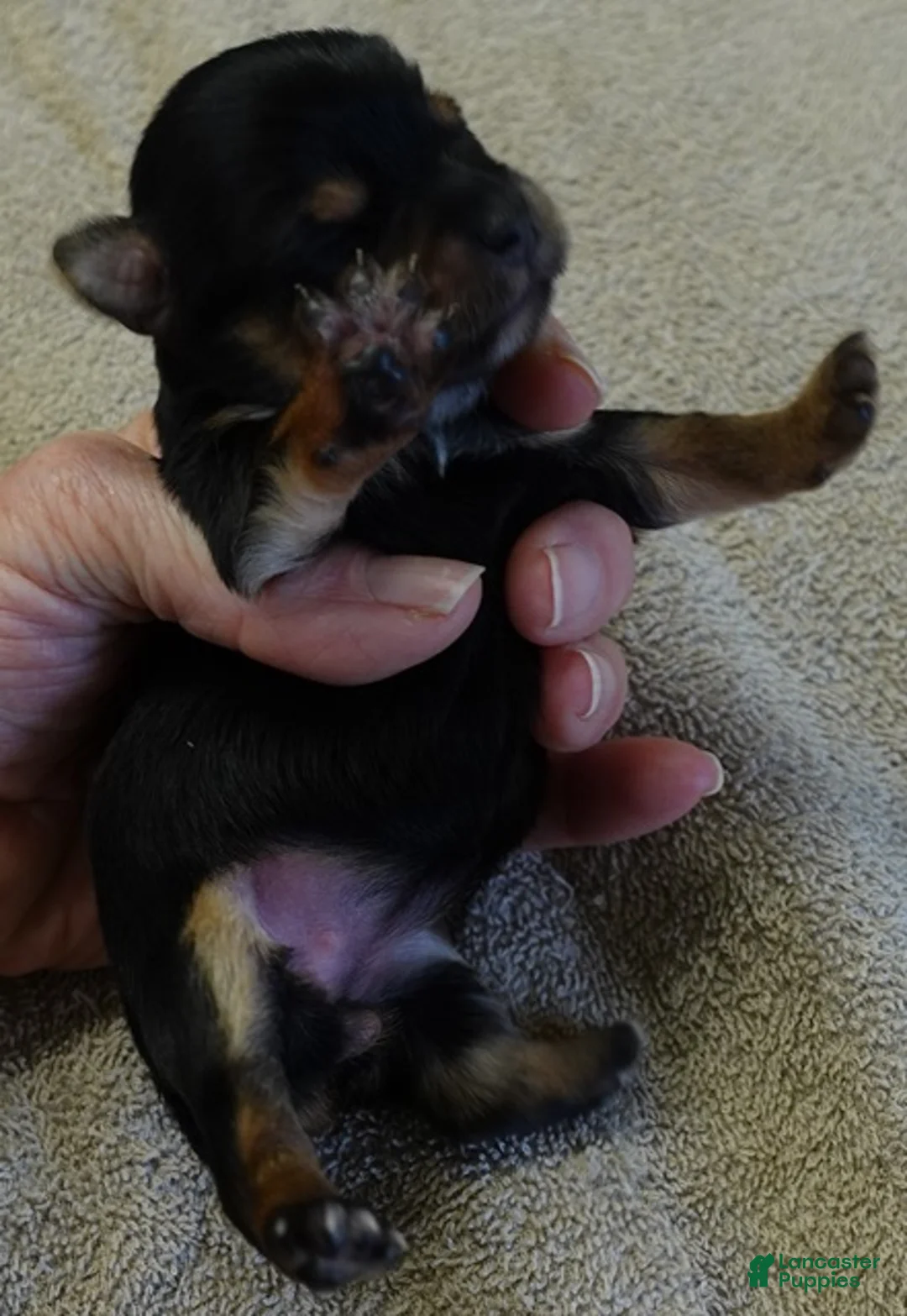 Yorkshire Terrier dogs for sale: Bonbon - Ad 1