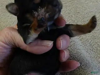 Yorkshire Terrier dogs Bonbon - Ad 17