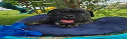 Olde English Bulldogge dogs for sale: Howard - Ad 3
