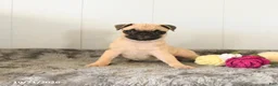 Pug dogs for sale: Macey - Ad 3