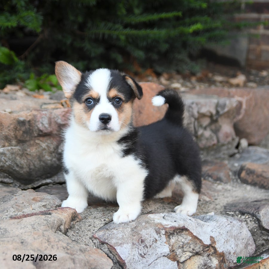 Welsh Corgi Pembroke dogs Baby Ruth - Ad 2