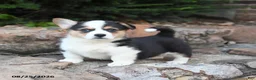 Welsh Corgi Pembroke dogs for sale: Baby Ruth - Ad 2