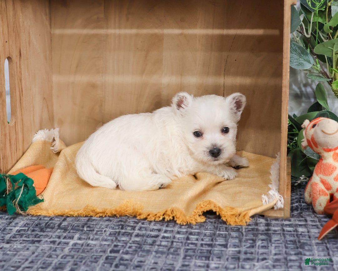 West Highland Terrier dogs for sale: Allister  - Ad 6