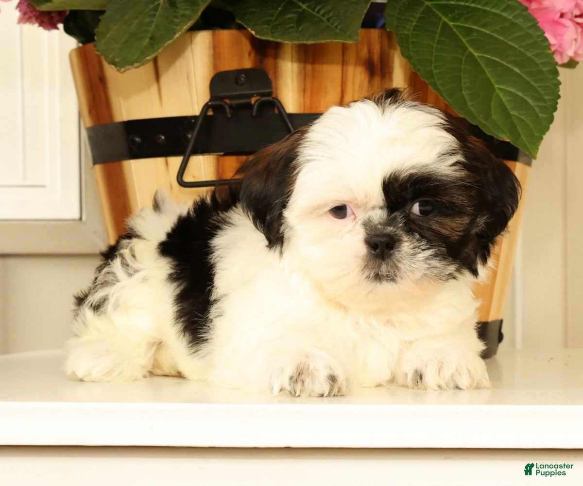 Malshi dogs for sale: Mila - Ad 5