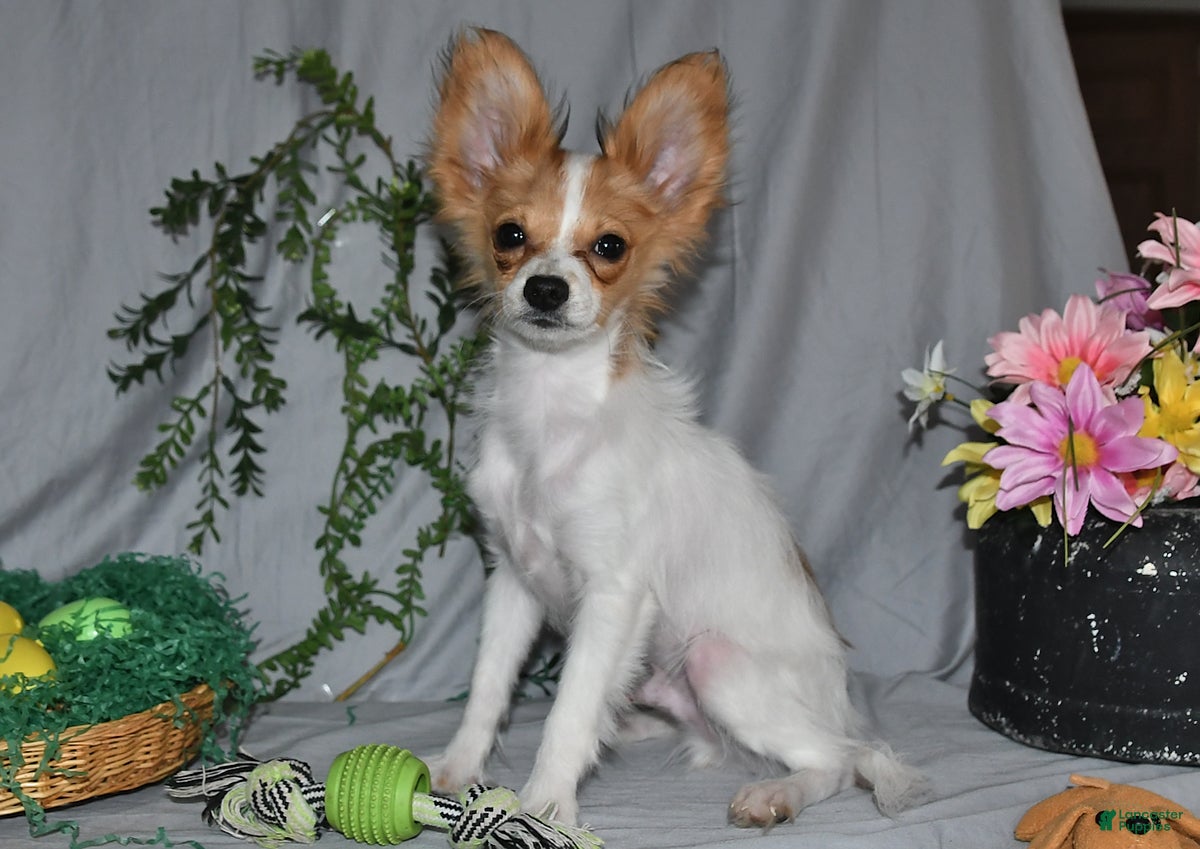 Papillon dogs Nick  - Ad 2