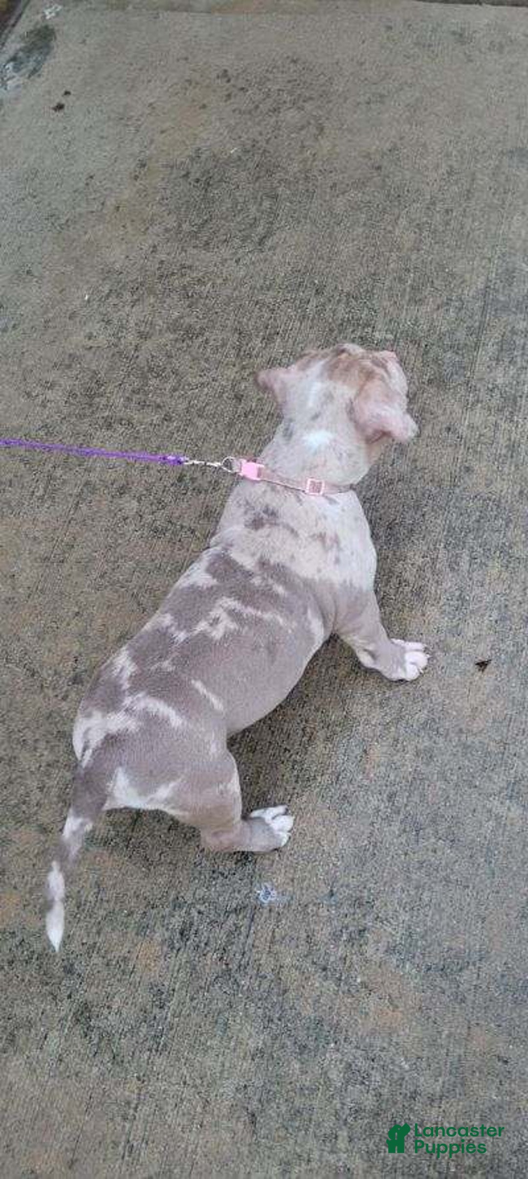 Gallery Image {{count}}