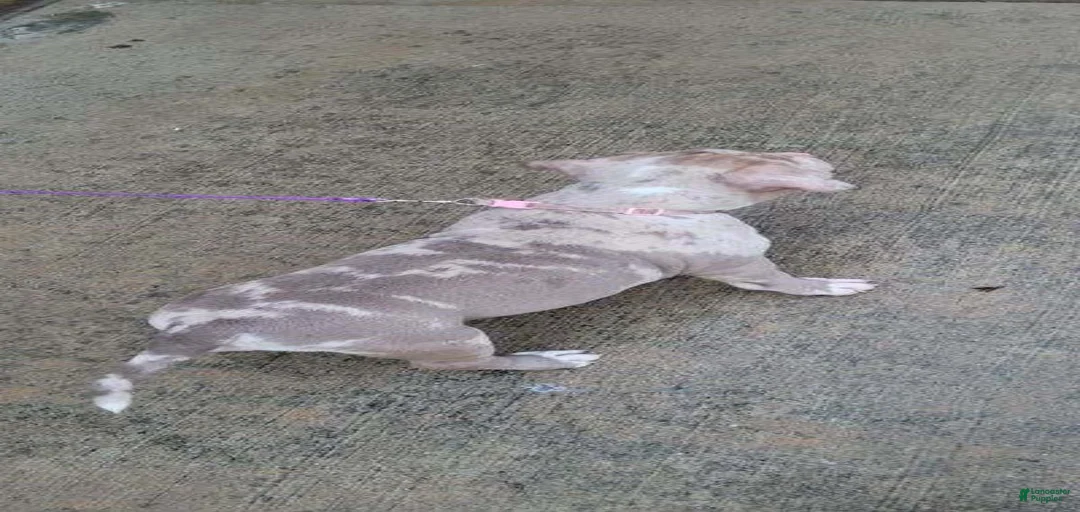 Gallery Image {{count}}