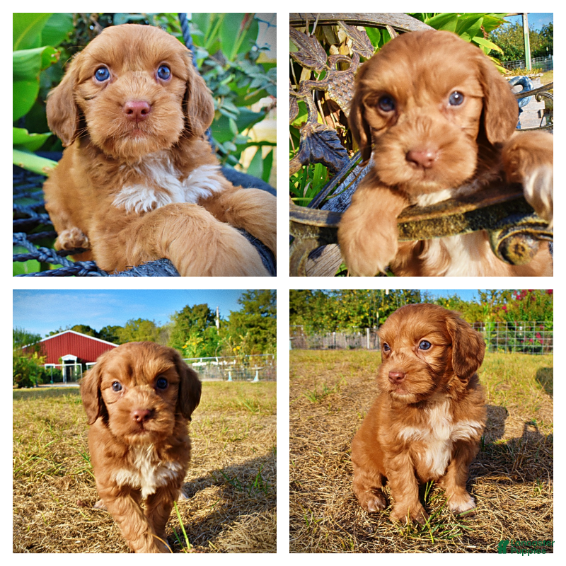 Havapoo dogs Muppet-Sale!!! - Ad 1