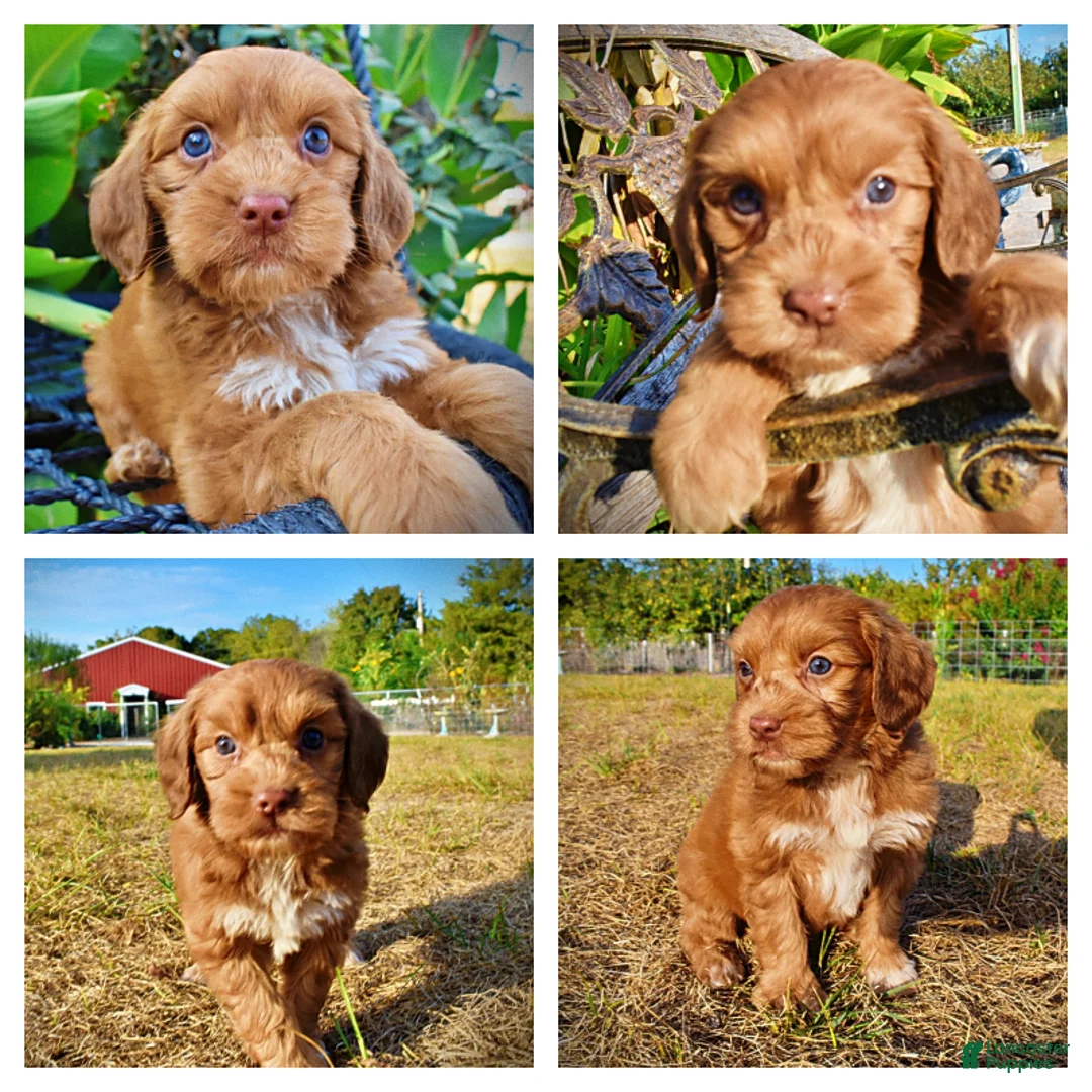 Havapoo dogs for sale: Muppet-Sale!!! - Ad 1