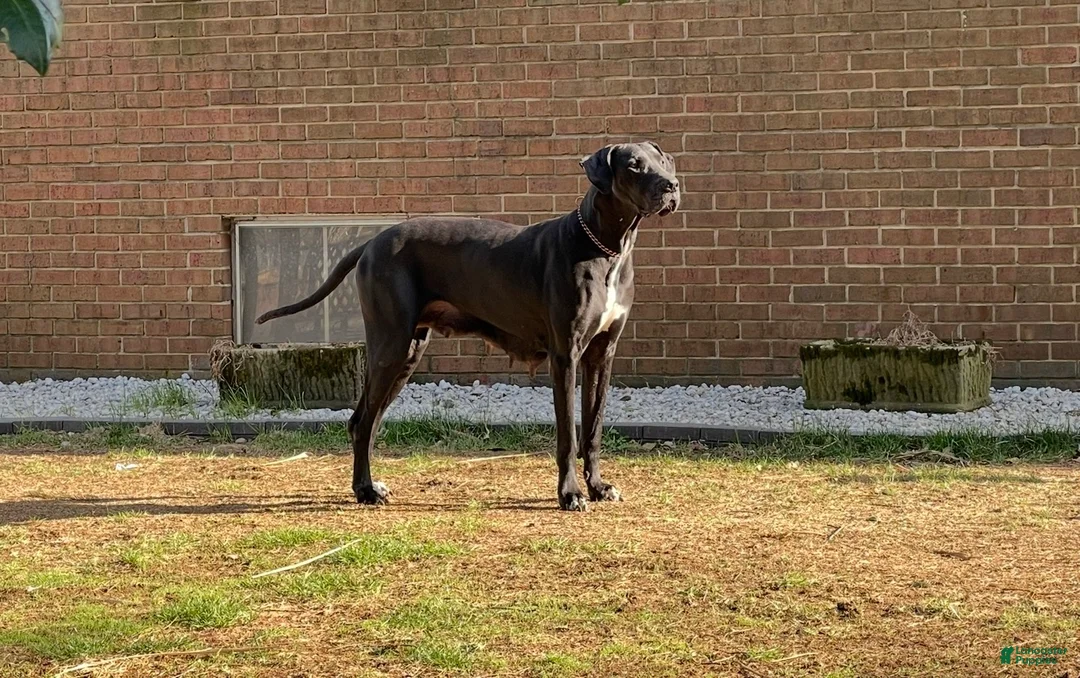 Great Dane dogs for sale: Autumn - Ad 5
