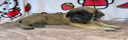 English Mastiff dogs for sale: Lucky (Sky Blue) - Ad 3