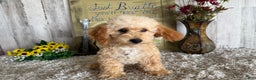 Maltipoo dogs for sale: Eldo - Ad 7