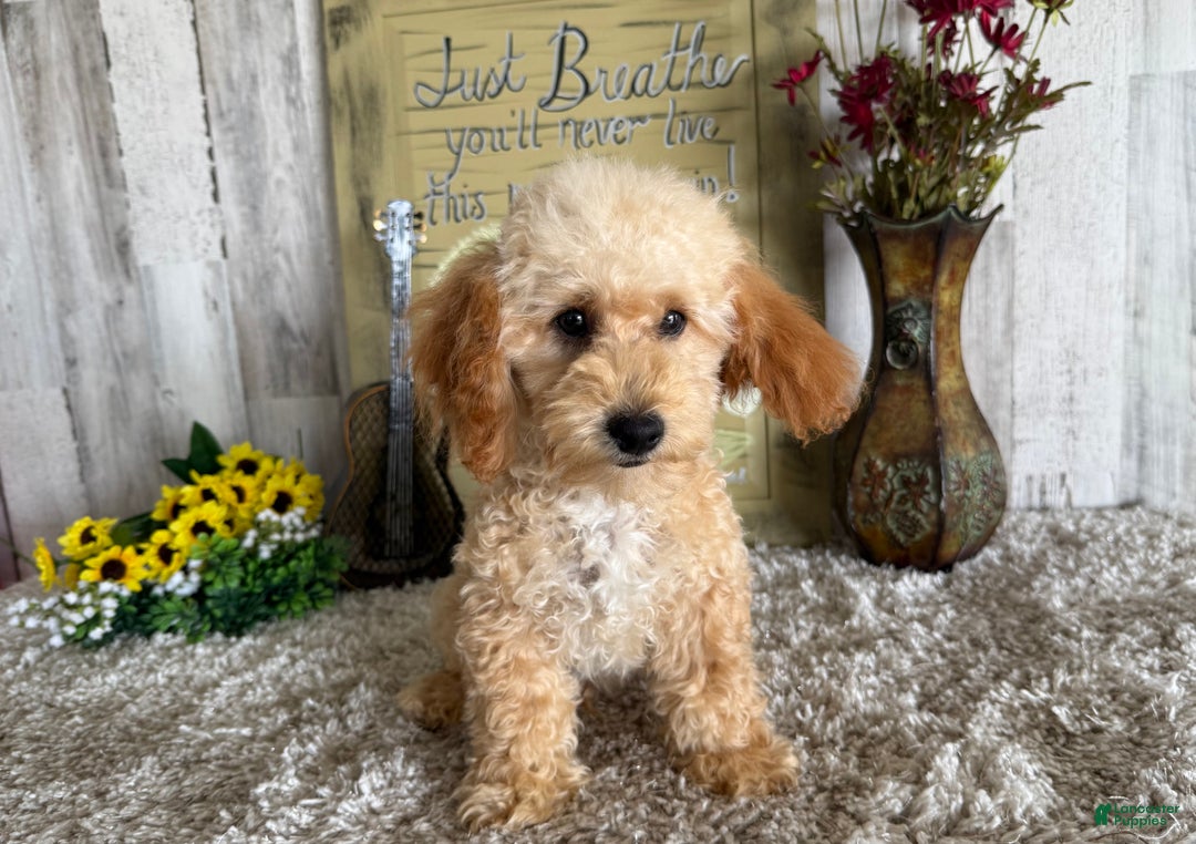 Maltipoo dogs for sale: Eldo - Ad 7