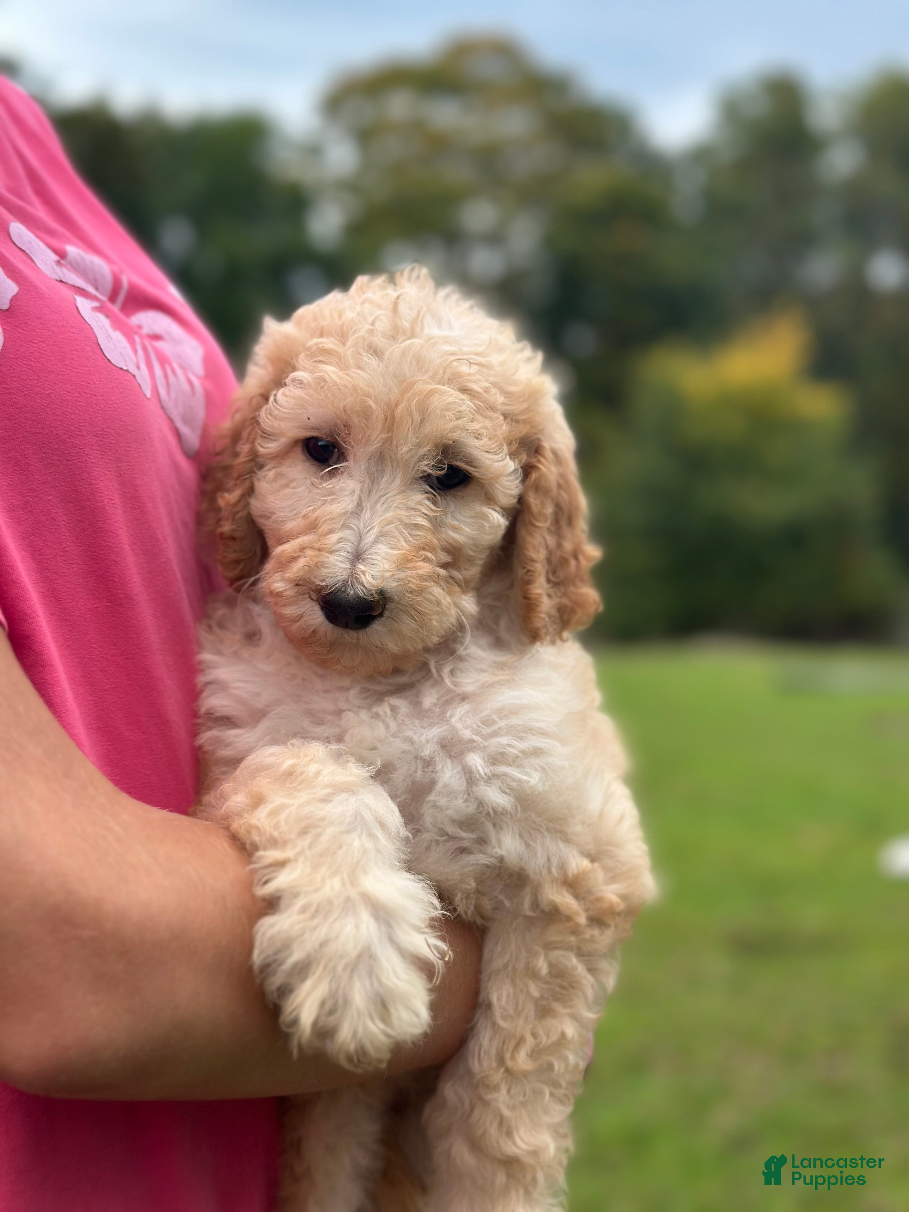 Standard Poodle