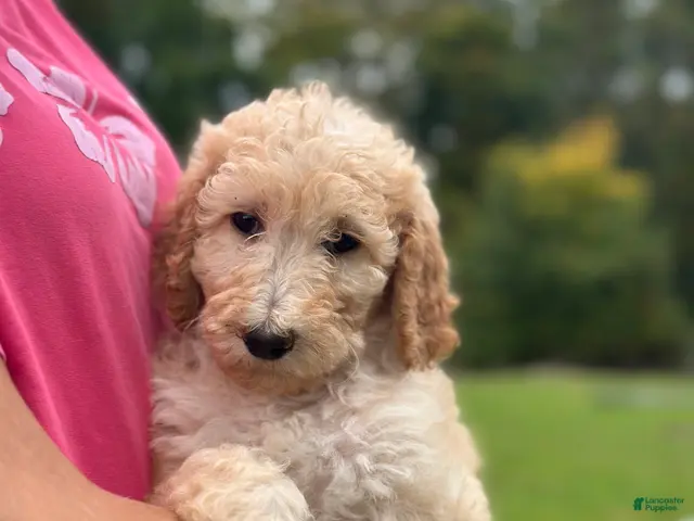 Standard Poodle dogs Standard Poodle 7 - Ad 1