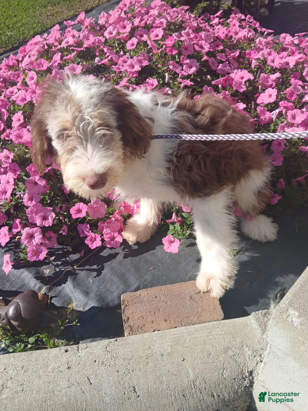 Mini Aussiedoodle dogs for sale: Mini Aussiedoodle 2 Thomas - Ad 2