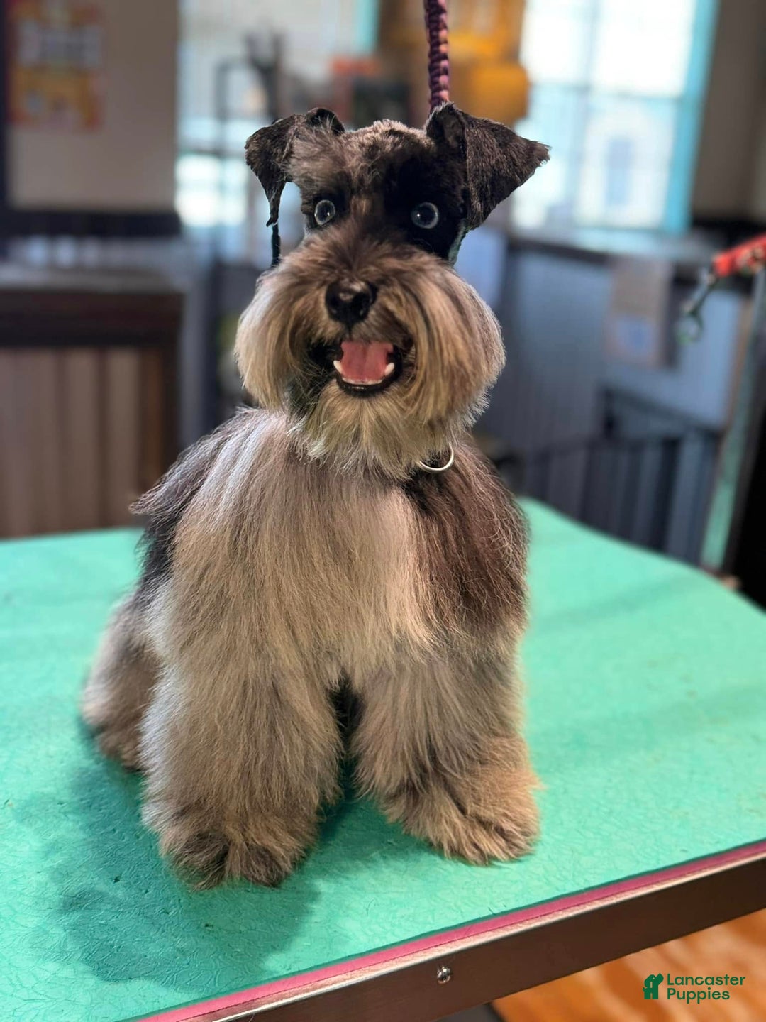 Miniature Schnauzer dogs for sale: Autumn - Ad 3