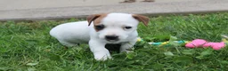 Jack Russell Terrier dogs for sale: Ace - Ad 7