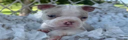 Boston Terrier dogs for sale: Milo - Ad 9