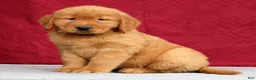 Golden Retriever dogs for sale: Denali - Ad 1