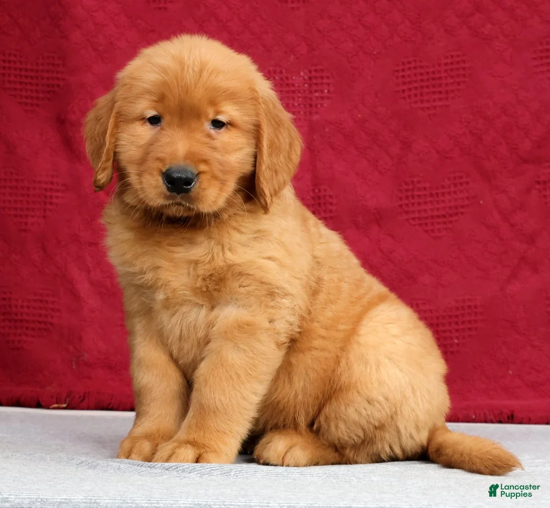 Golden Retriever dogs for sale: Denali - Ad 1