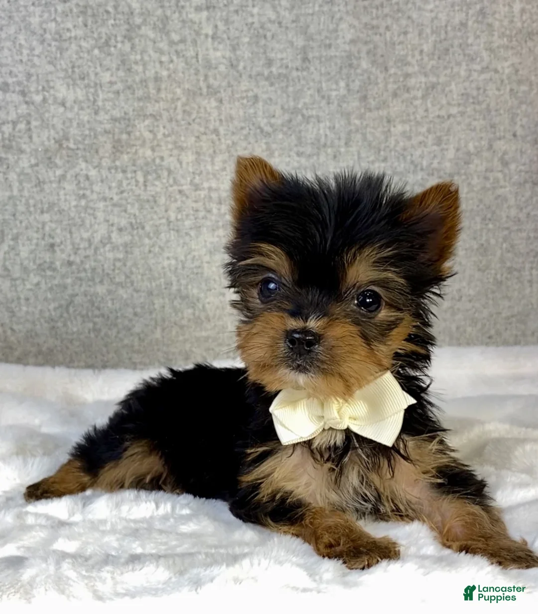 Yorkshire Terrier dogs for sale: Archie - Ad 1