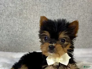 Yorkshire Terrier dogs for sale: Archie - Ad 4