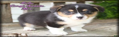 Lulu
