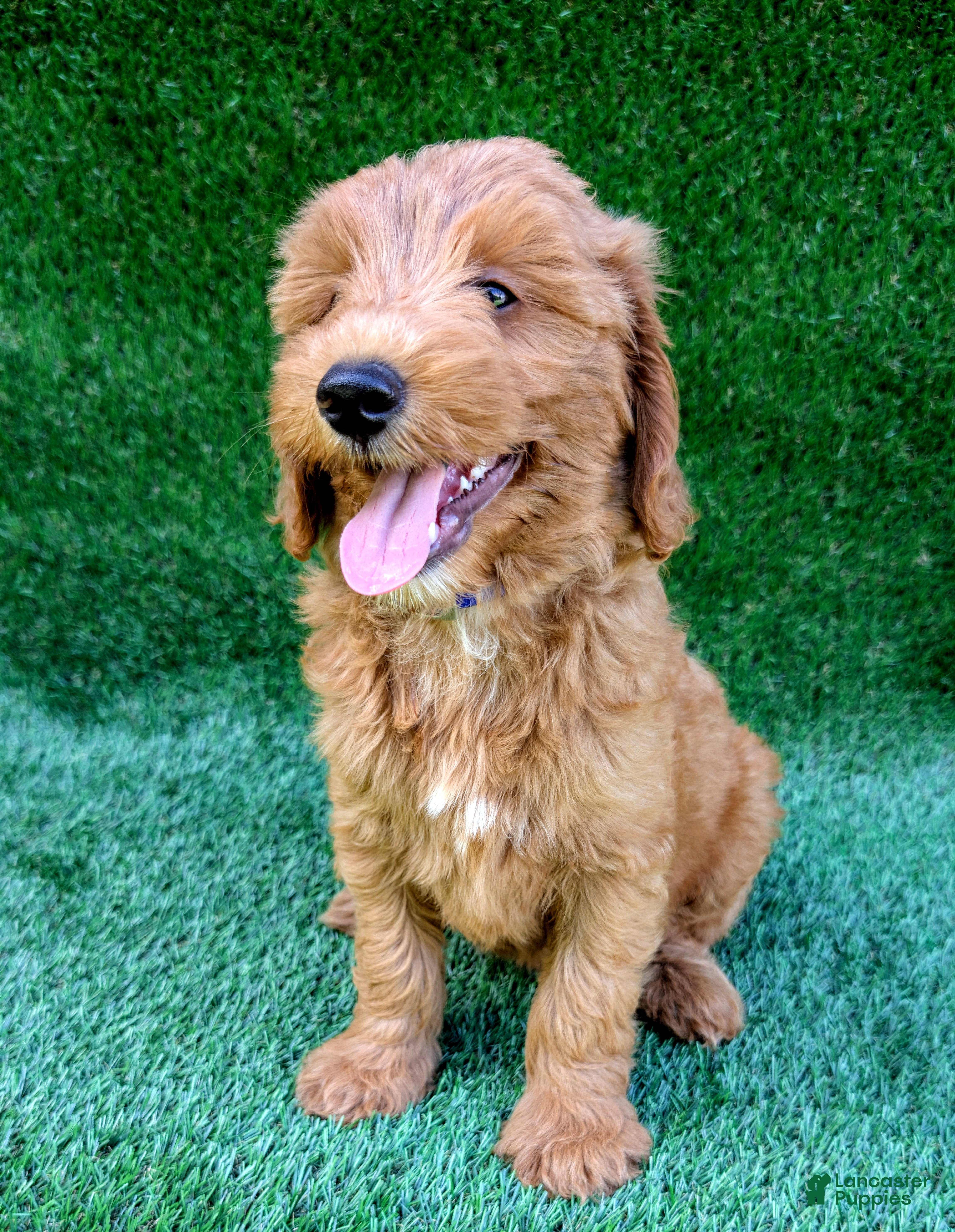 Mini Goldendoodle dogs Patches - Ad 2