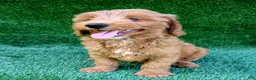 Mini Goldendoodle dogs for sale: Patches - Ad 2