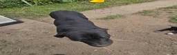 Cane Corso dogs for sale: Cane Corso 5 - Ad 4