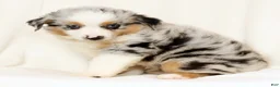 Miniature Australian Shepherd dogs for sale: Patrick - Ad 7