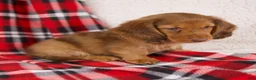 Dachshund dogs for sale: Evan - Ad 4