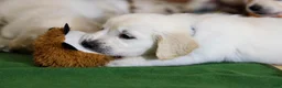 Golden Retriever dogs for sale: Chicory - Ad 18