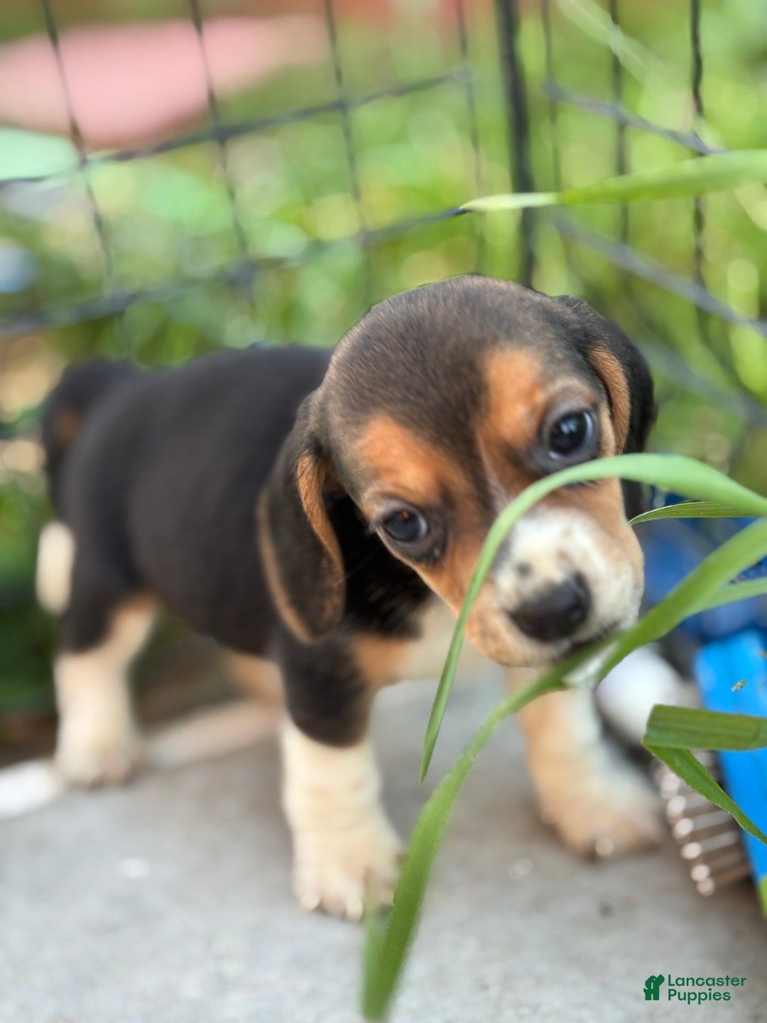 Beagle dogs for sale: Honey - Ad 8