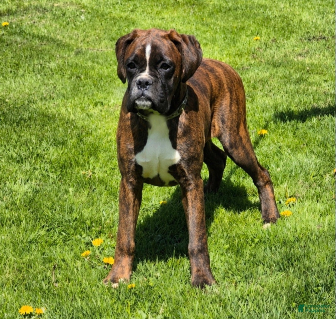 Boxer dogs Brindley  - Ad 1