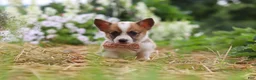 Welsh Corgi Pembroke dogs for sale: Pepper - Ad 7
