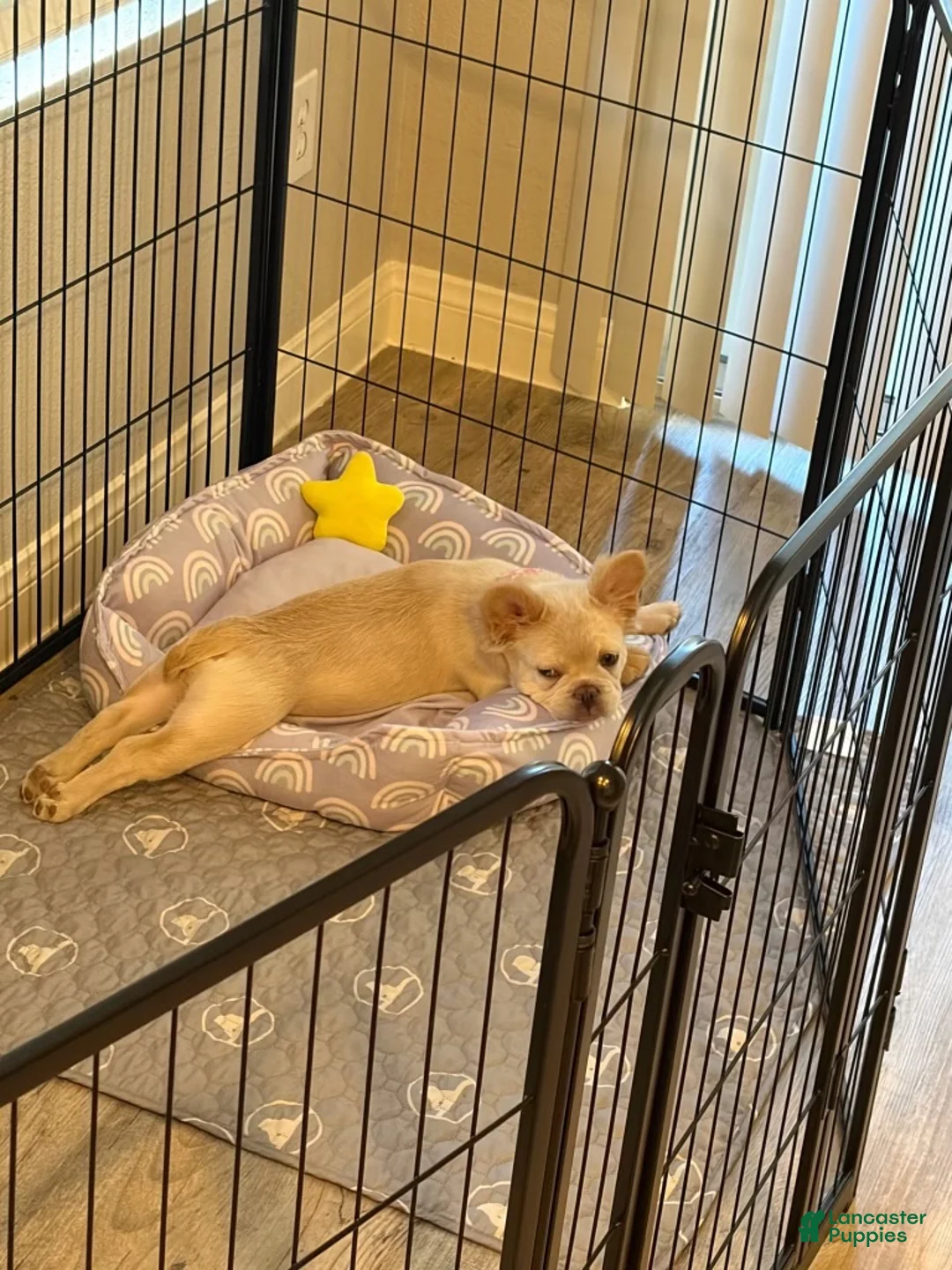French Bulldog dogs for sale: French Bulldog 1 - Ad 2