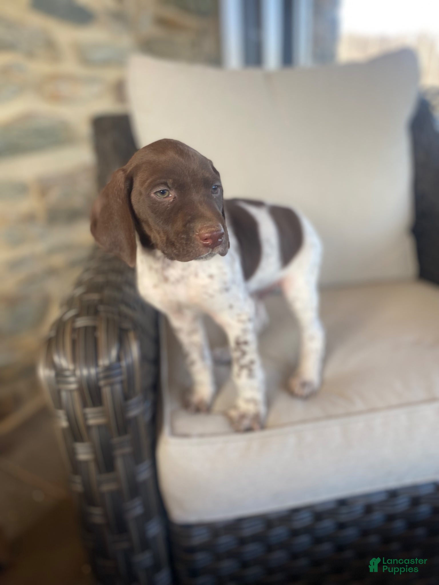 German Shorthaired Pointer dogs German Shorthaired Pointer  “Max” - Ad 1