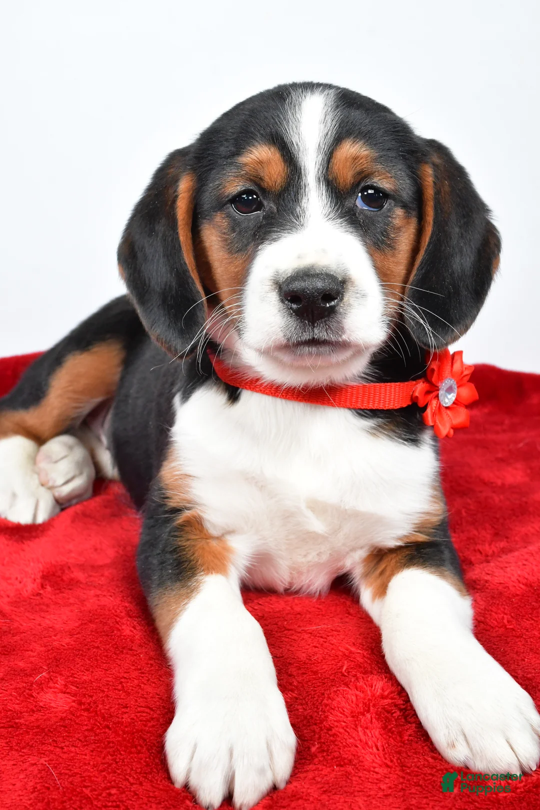 Mixed Breed dogs for sale: Tiny - Ad 4