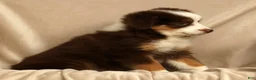 Miniature Australian Shepherd dogs for sale: Rhett - Ad 8