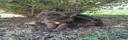 Mixed Breed dogs for sale: Jackson  - Ad 4