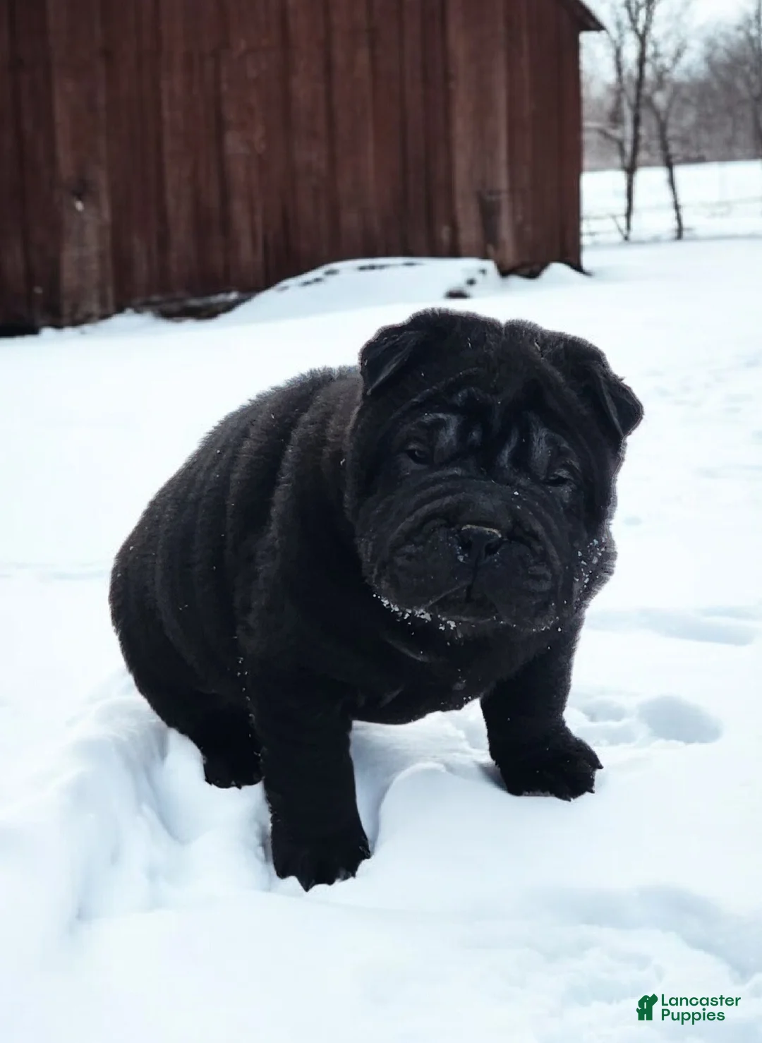 Shar Pei dogs for sale: Raven mini  - Ad 11