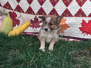 Mixed Breed dogs - Ad 6