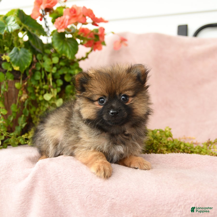 Pomeranian dogs Mandi - Ad 1