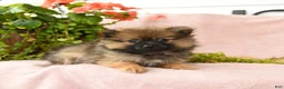 Pomeranian dogs for sale: Mandi - Ad 1