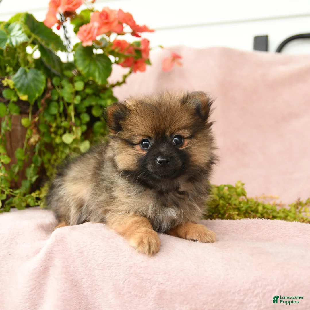 Pomeranian dogs for sale: Mandi - Ad 1
