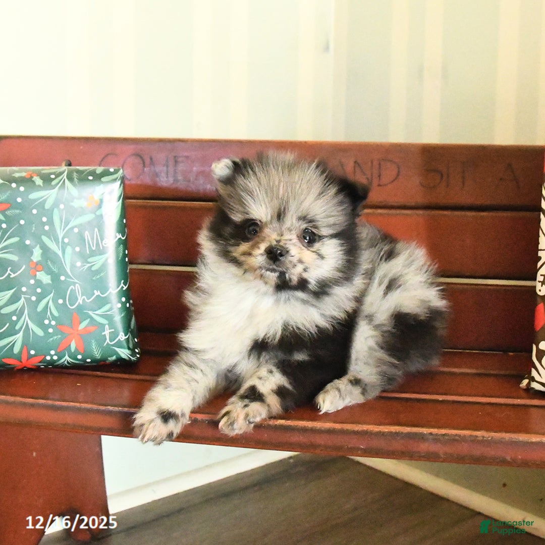 Pomeranian dogs for sale: Checkers - Ad 2