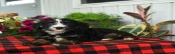 Mini Bernedoodle dogs for sale: Ruffles - Ad 1
