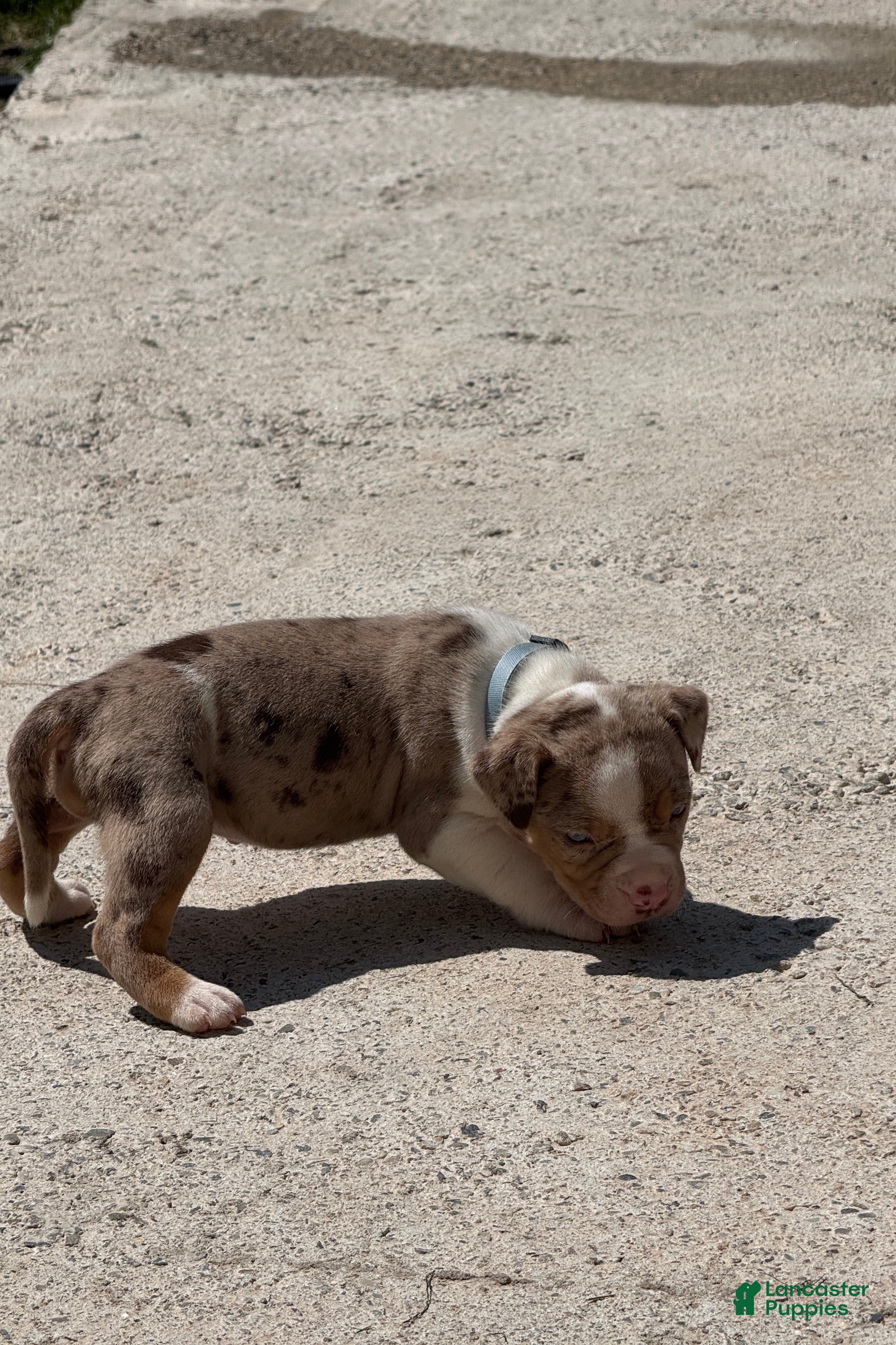 American Bully dogs The Olsen twins / Ashley - Ad 2